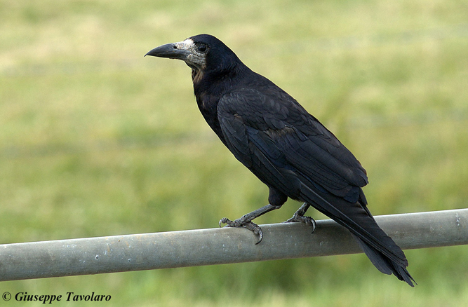 Cornacchia nera  o corvo?