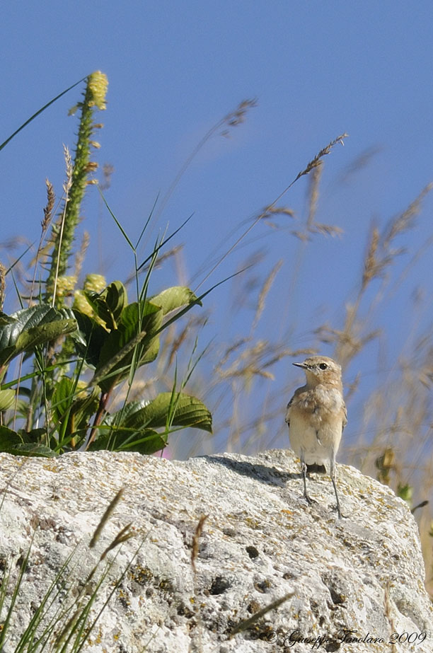 Giovani di Culbianco (Oenanthe oenanthe)