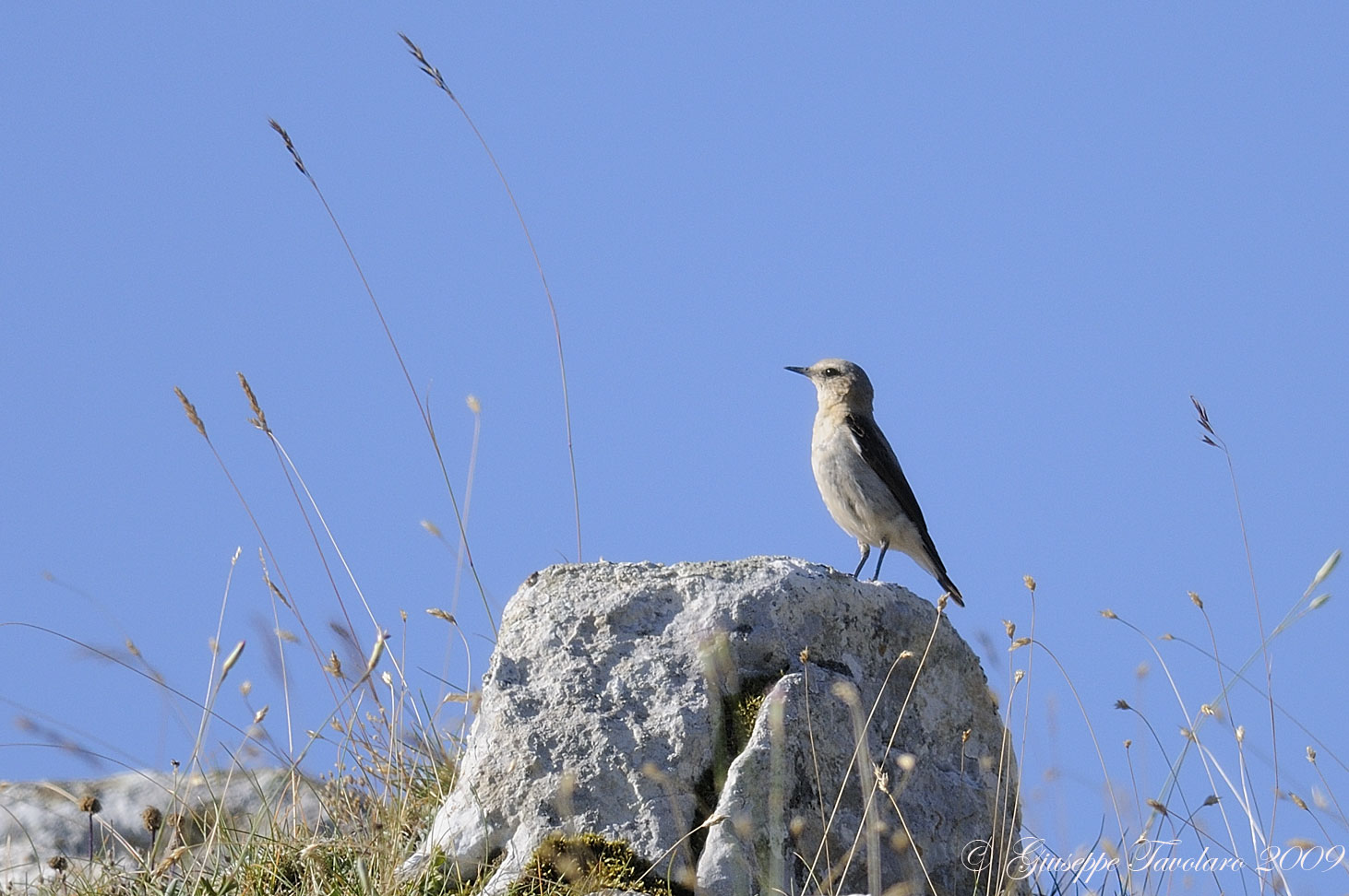 Giovani di Culbianco (Oenanthe oenanthe)