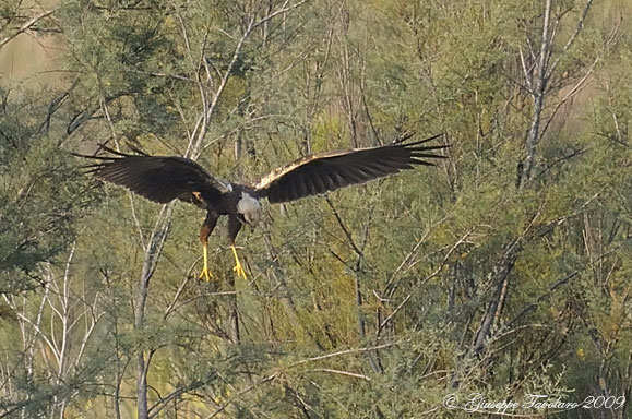 Falco di palude (Circus aeruginosus) ... con ritagli.