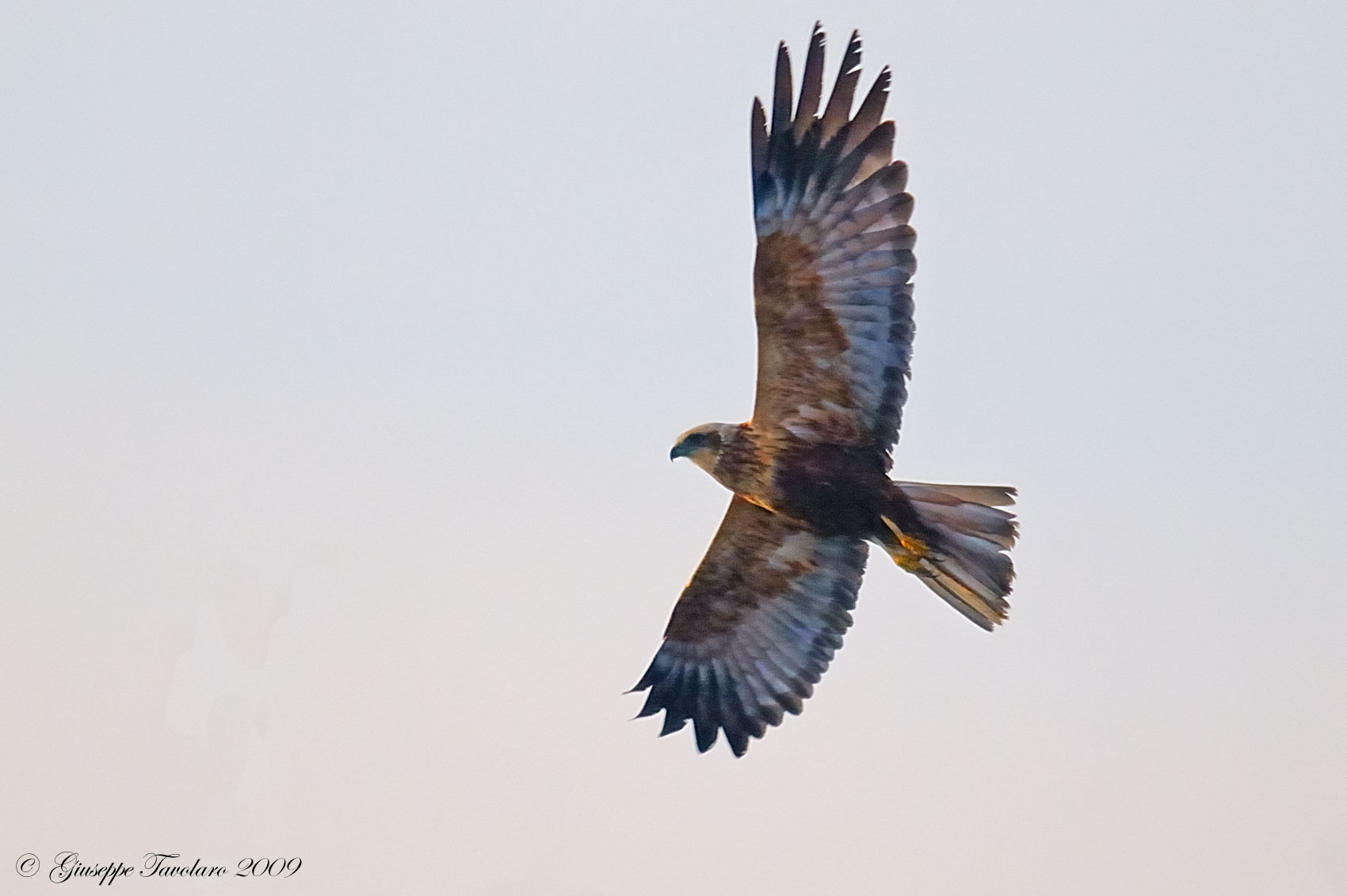 Falco di palude (Circus aeruginosus)