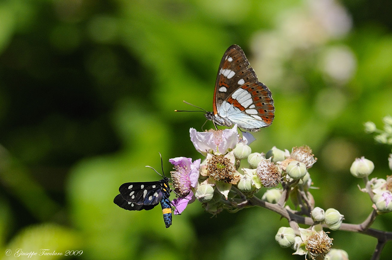 Due farfalle. - Limenitis reducta e Amata phegea