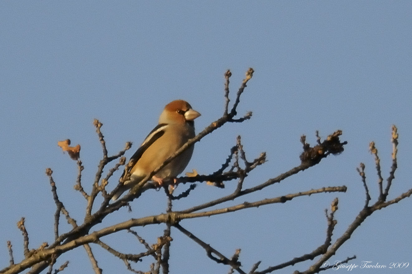 Frosone (Coccothraustes coccothraustes): ritrattino.