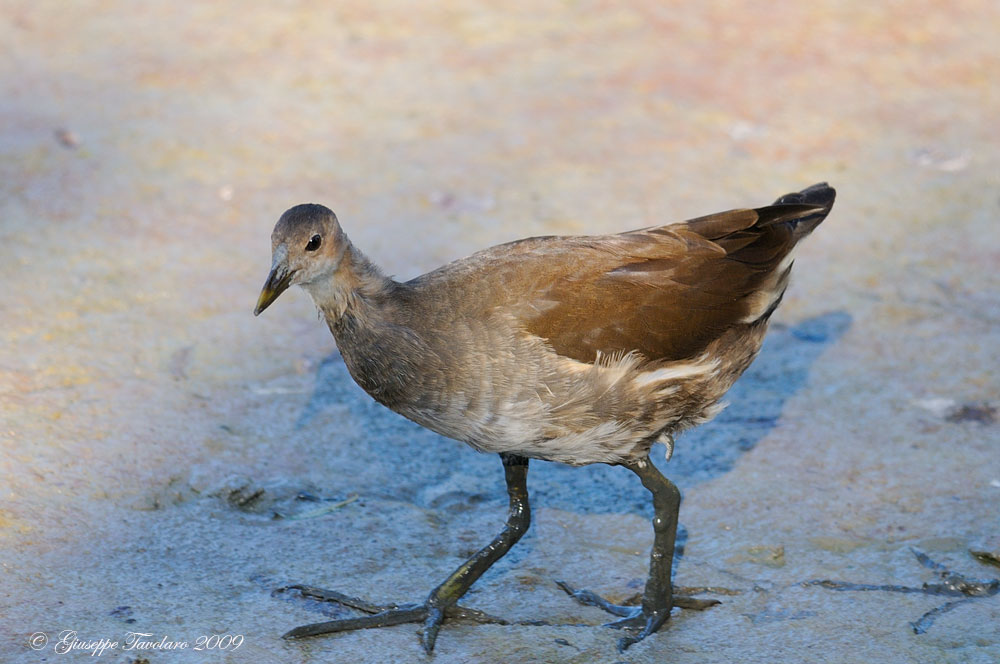 Giovani gallinelle d''acqua.