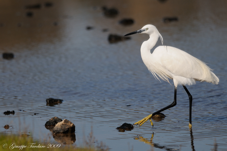 Garzetta (Egretta garzetta) in marcia: ritrattino.