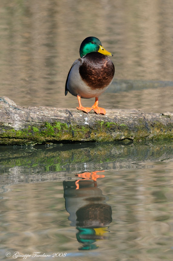 Germano reale con riflesso.