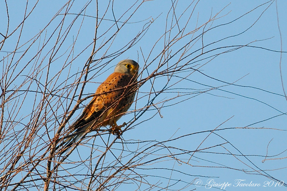 Gheppio (Falco tinnunculus): 2 ritratti