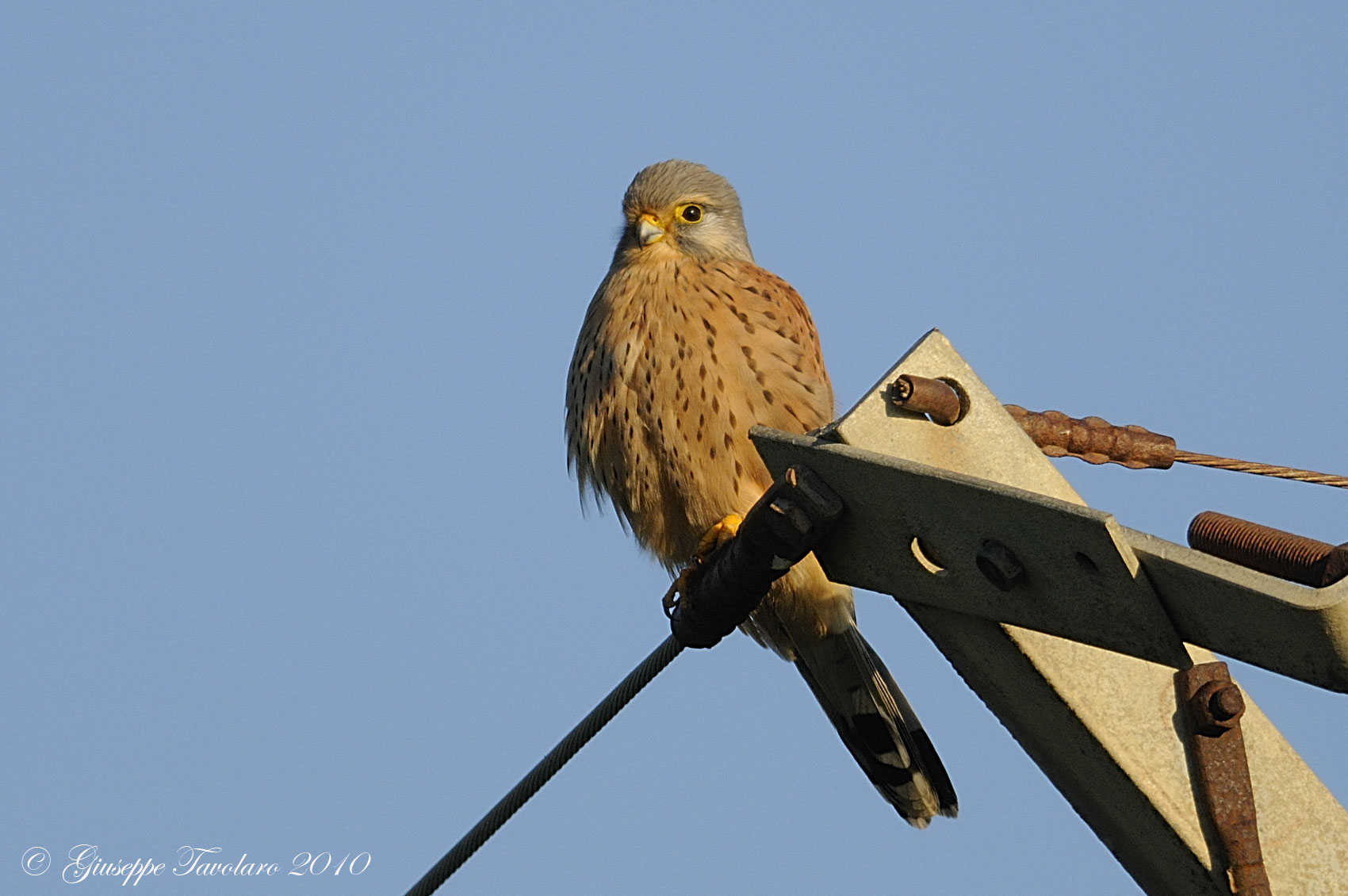 Gheppio (Falco tinnunculus): 2 ritratti