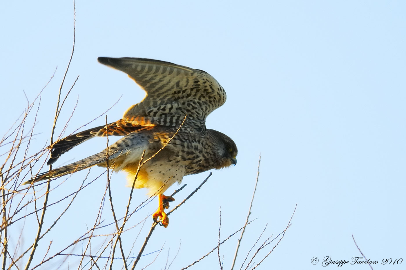 Gheppio (Falco tinnunculus)