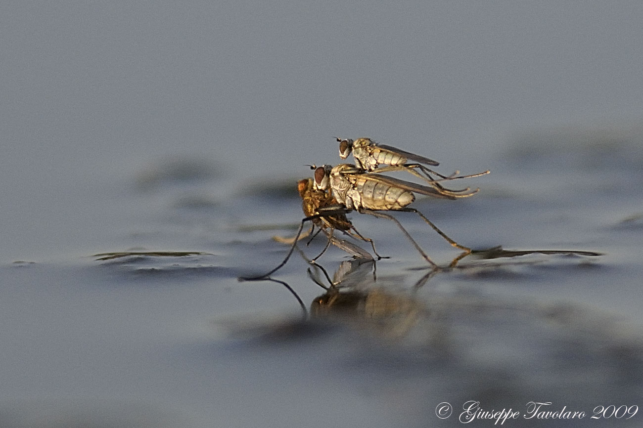 Hydrophorus sp. (Dolichopodidae)