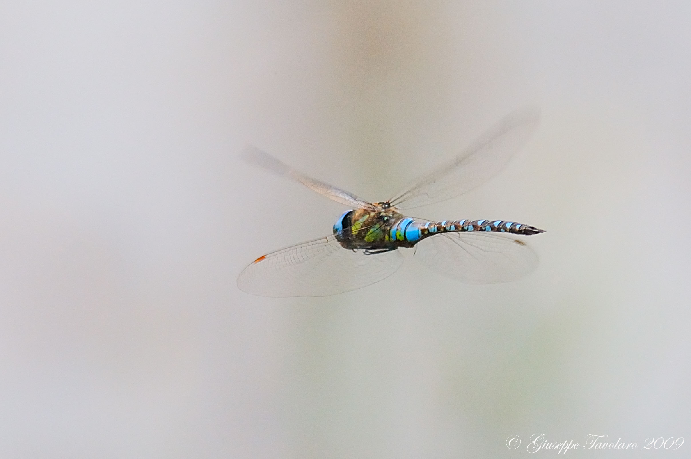 Libellula - Aeshna mixta (maschio)