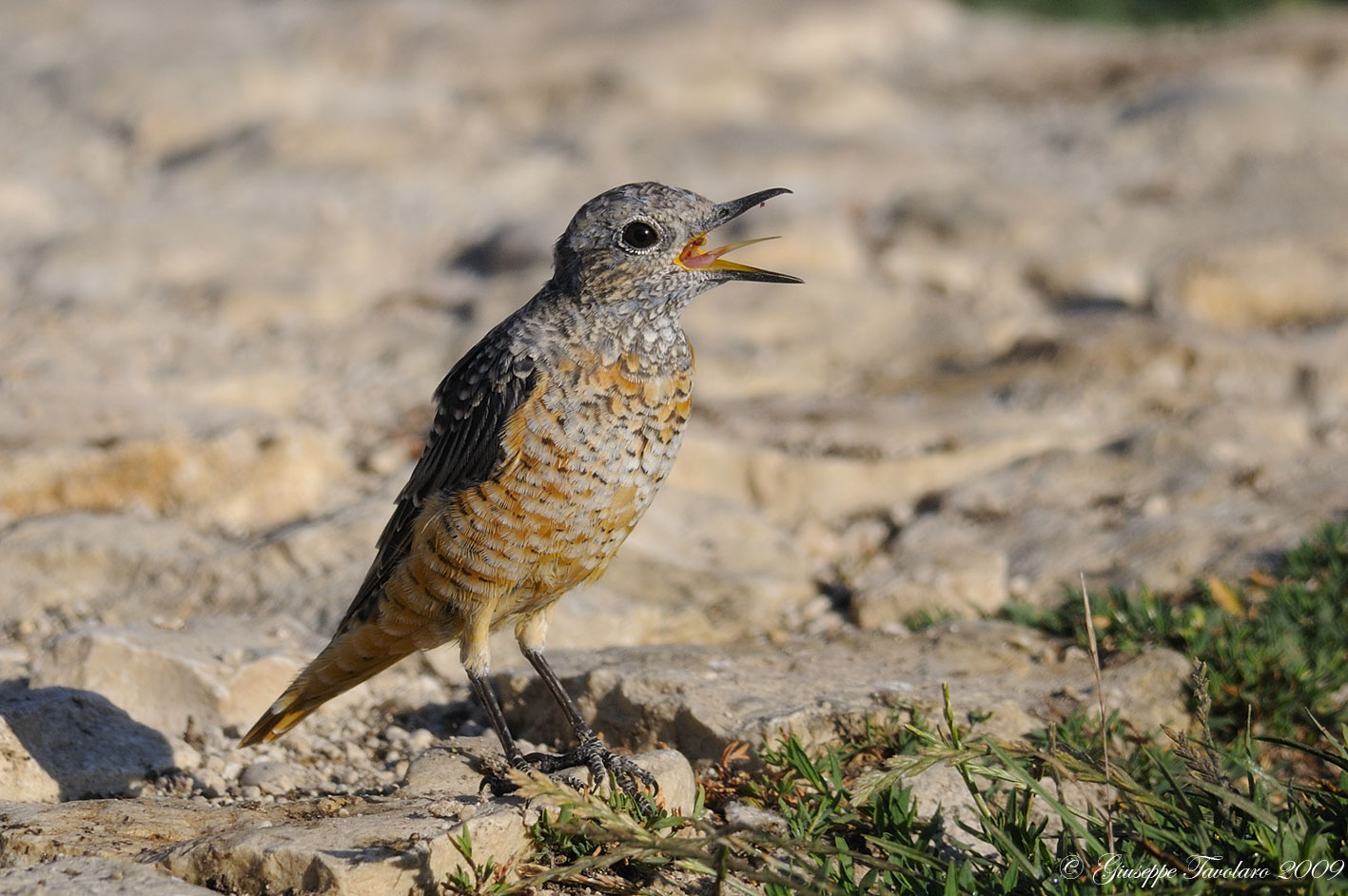 La linguaccia del Codirossone (Monticola saxatilis)