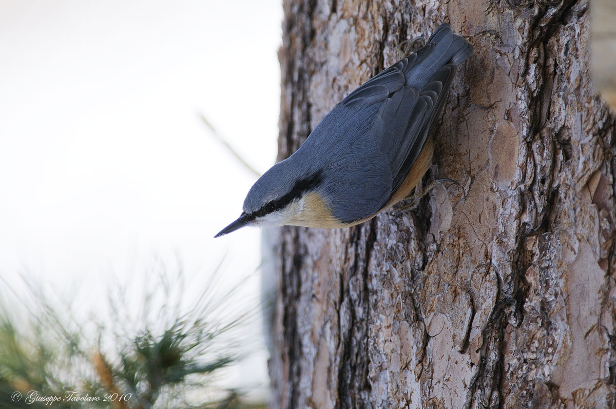 Picchio muratore (Sitta europaea)