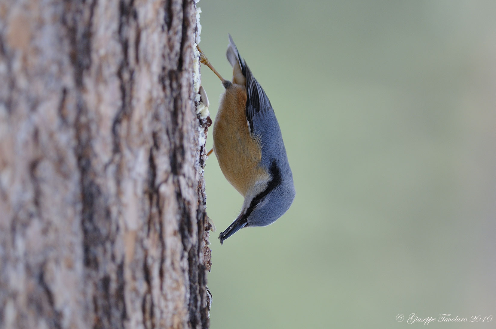 Picchio muratore (Sitta europaea)