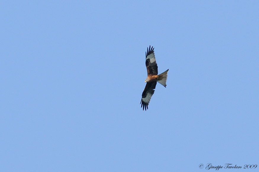 Nibbio reale (Milvus milvus).