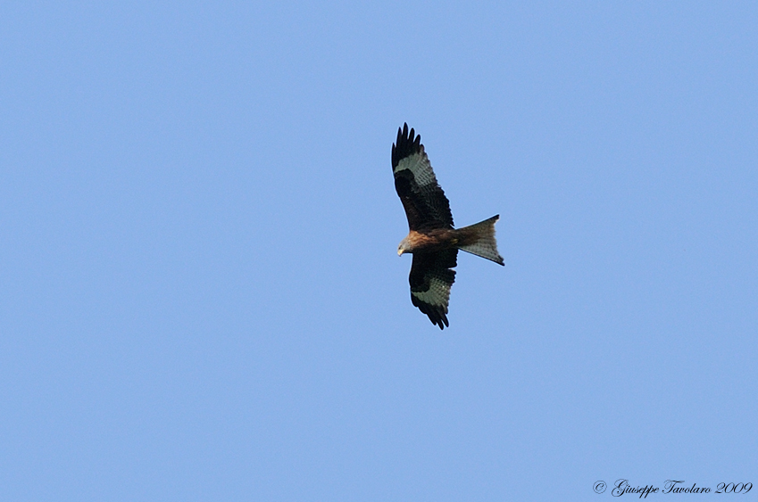 Nibbio reale (Milvus milvus).
