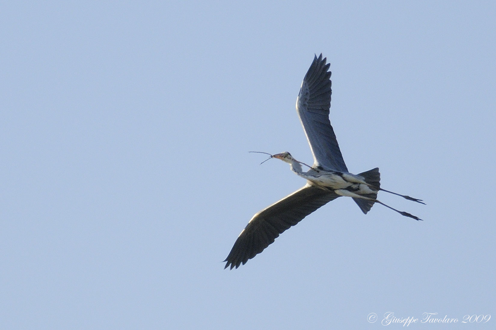 Airone cenerino (Ardea cinerea): nidificazione novembrina?