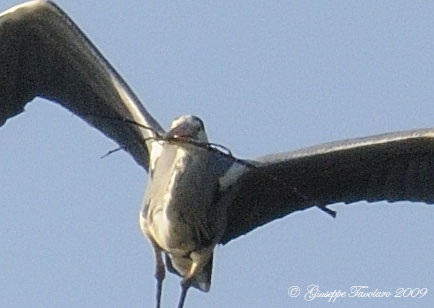 Airone cenerino (Ardea cinerea): nidificazione novembrina?