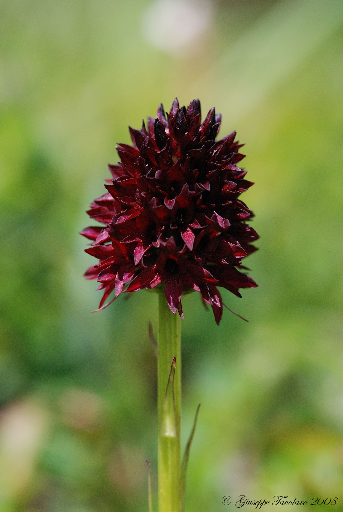 Nigritella nigra