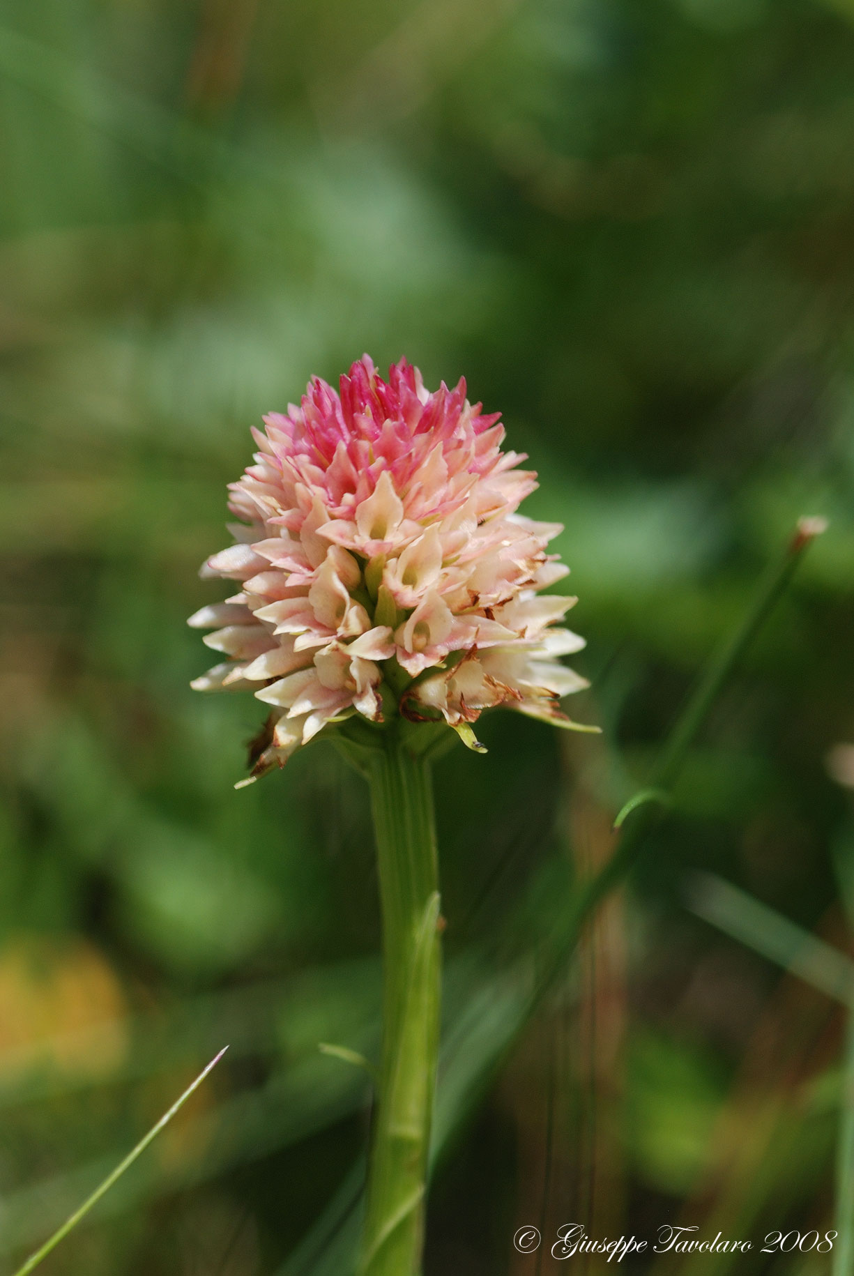 Nigritella nigra