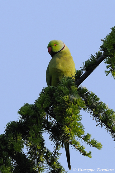 Parrocchetto dal collare (Psittacula krameri)