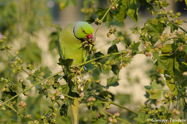 Parrocchetto dal collare (Psittacula krameri)