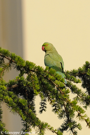 Parrocchetto dal collare (Psittacula krameri)