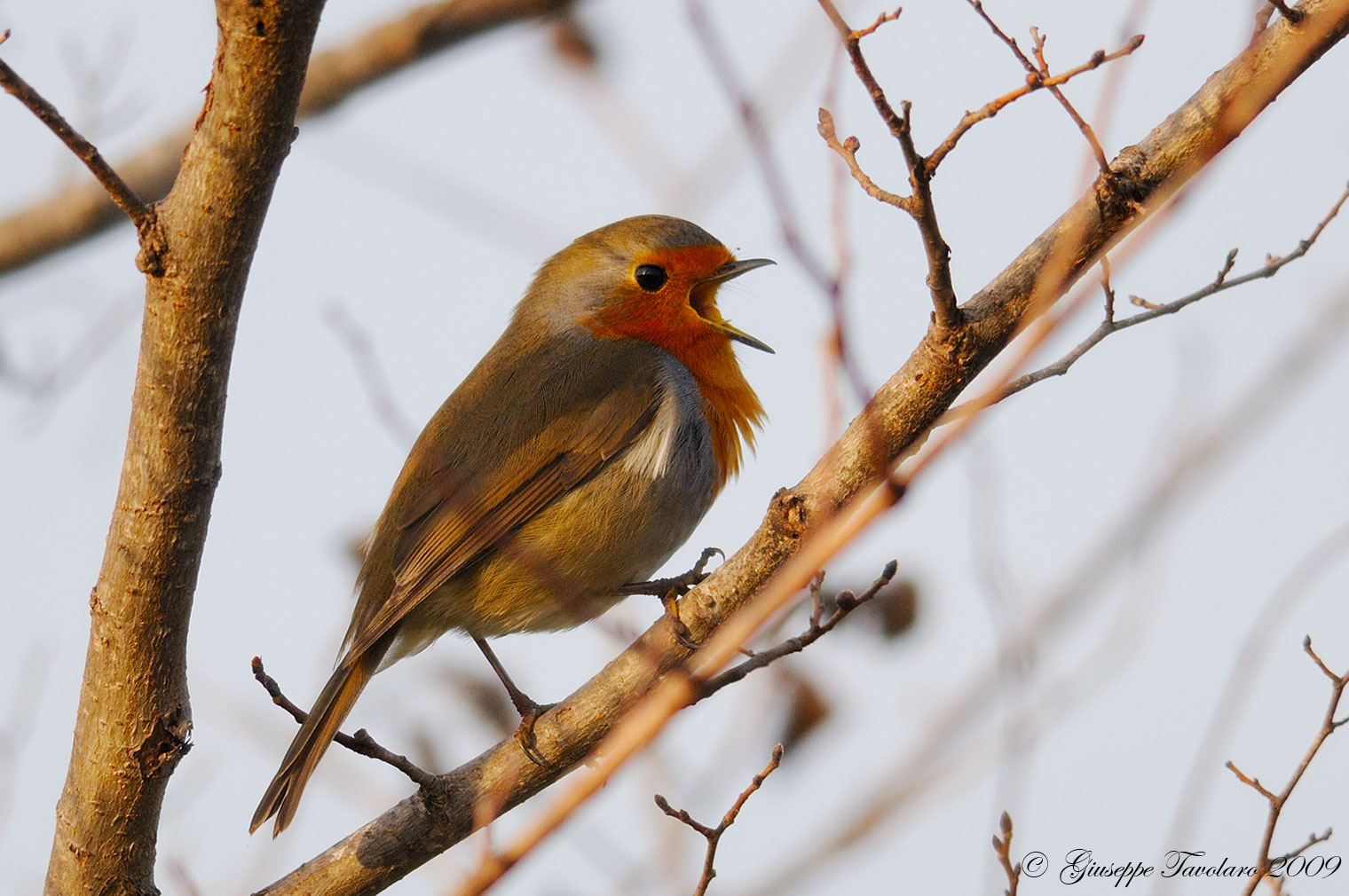 Pettirosso (Erithacus rubecula): 2 ritratti.
