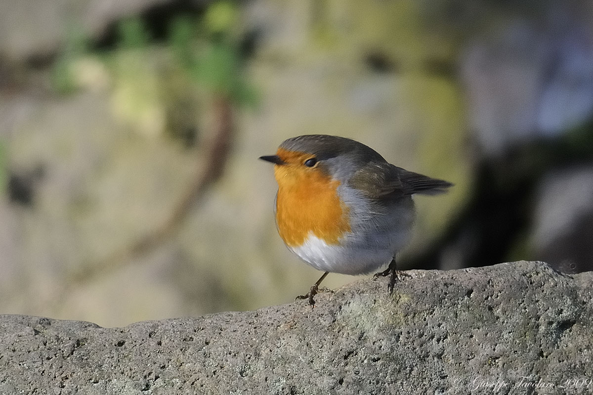 Pettirosso (Erithacus rubecula) cinese???
