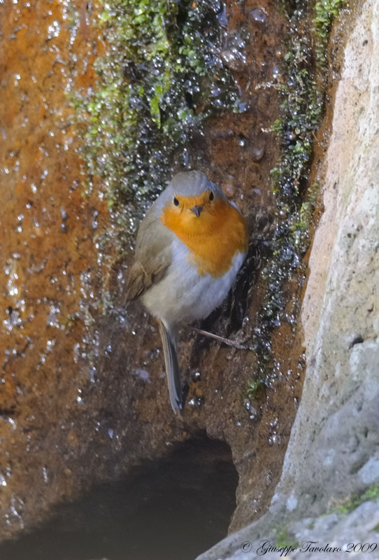 Pettirosso (Erithacus rubecula) scalatore.