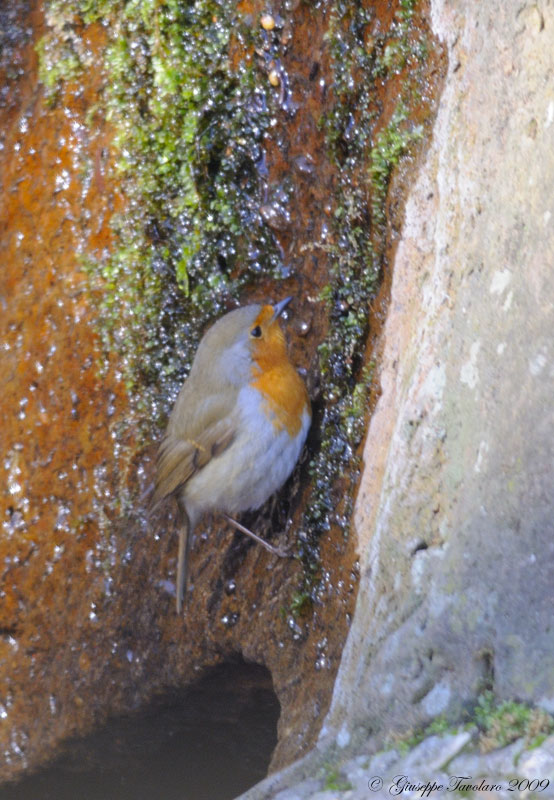 Pettirosso (Erithacus rubecula) scalatore.
