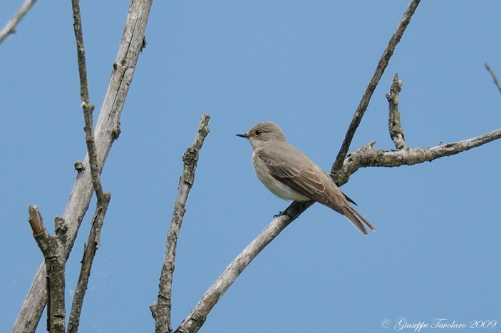 Pigliamosche (Muscicapa striata): 2 ritrattini.