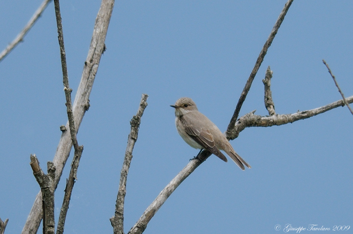 Pigliamosche (Muscicapa striata): 2 ritrattini.