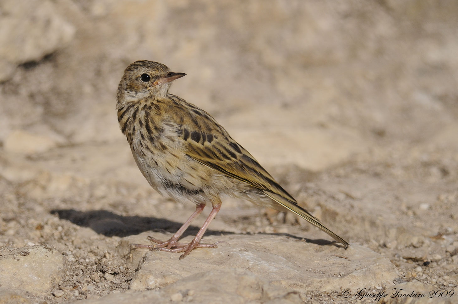 Prispolone (Anthus trivialis)?