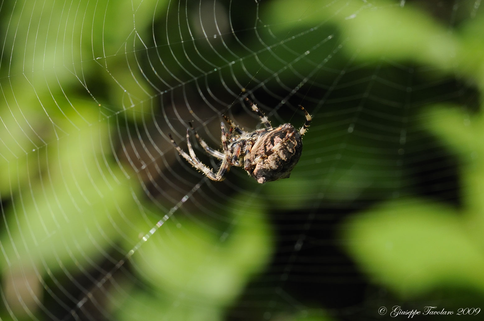 Araneus angulatus