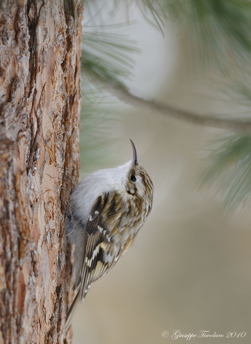 Rampichino alpestre - Certhia familiaris