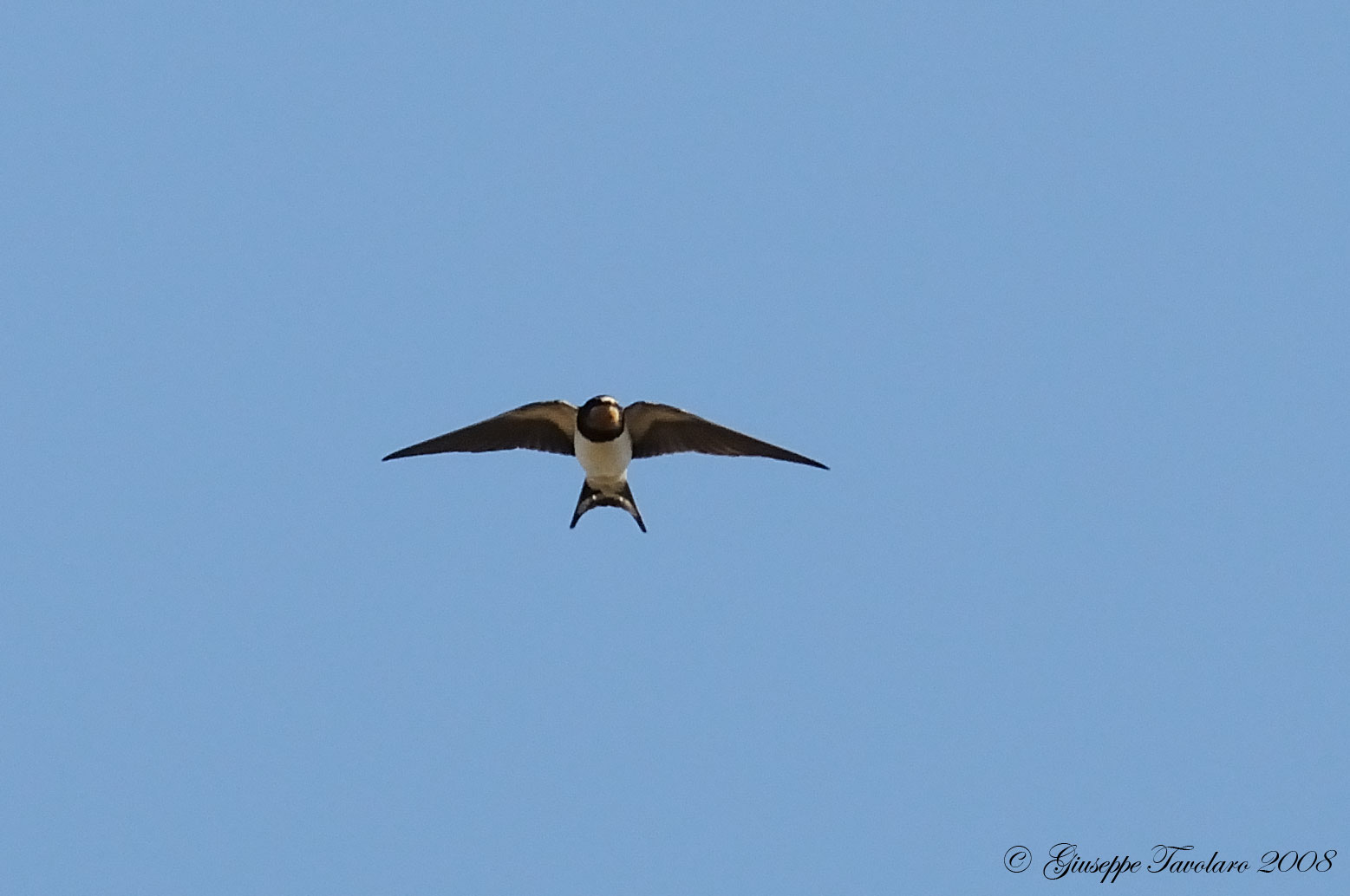 Giovane di Hirundo rustica?