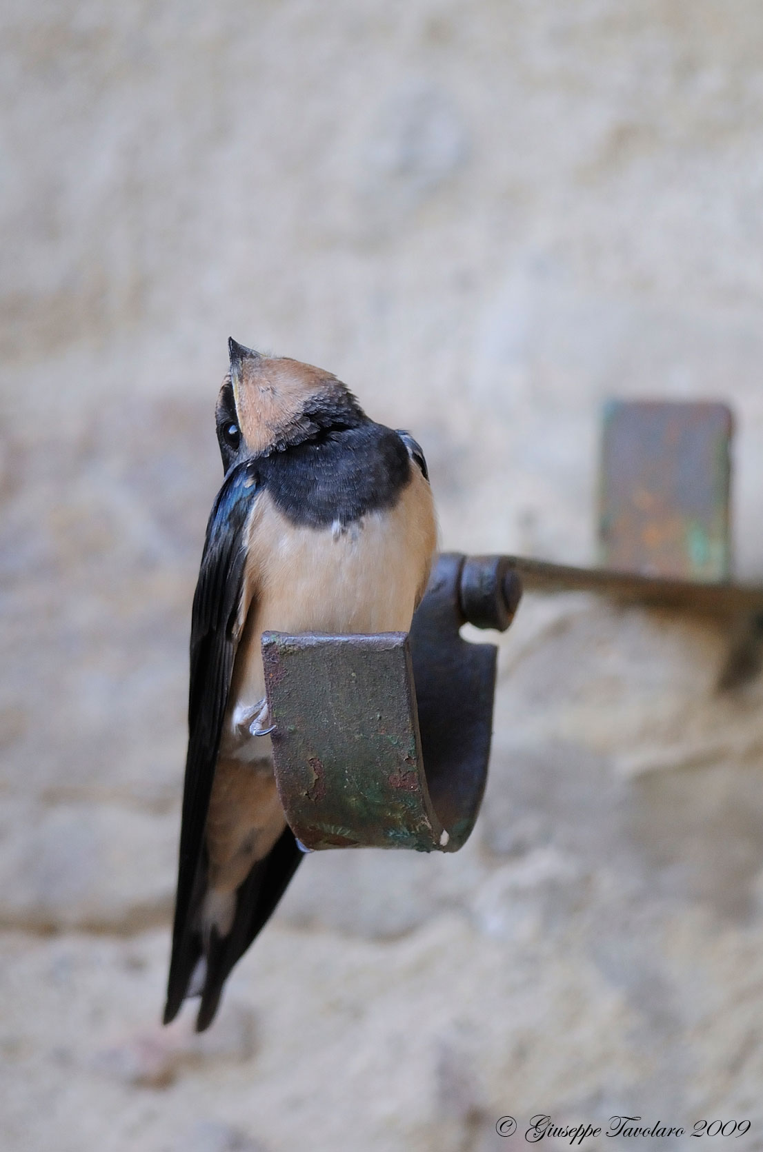 Rondine e rondinotto (Hirundo rustica).