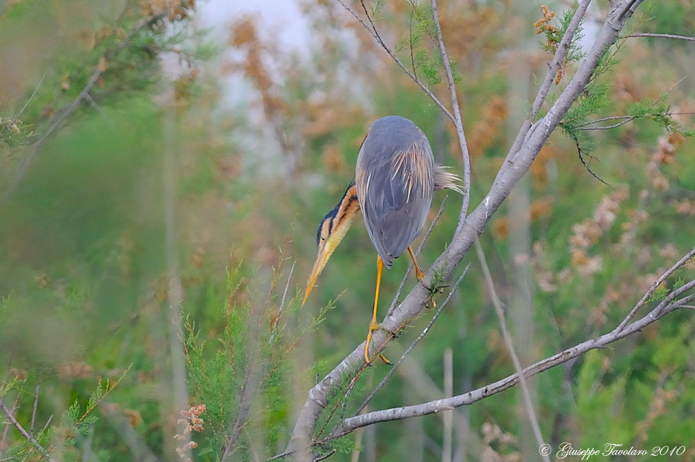 Airone rosso (Ardea purpurea).