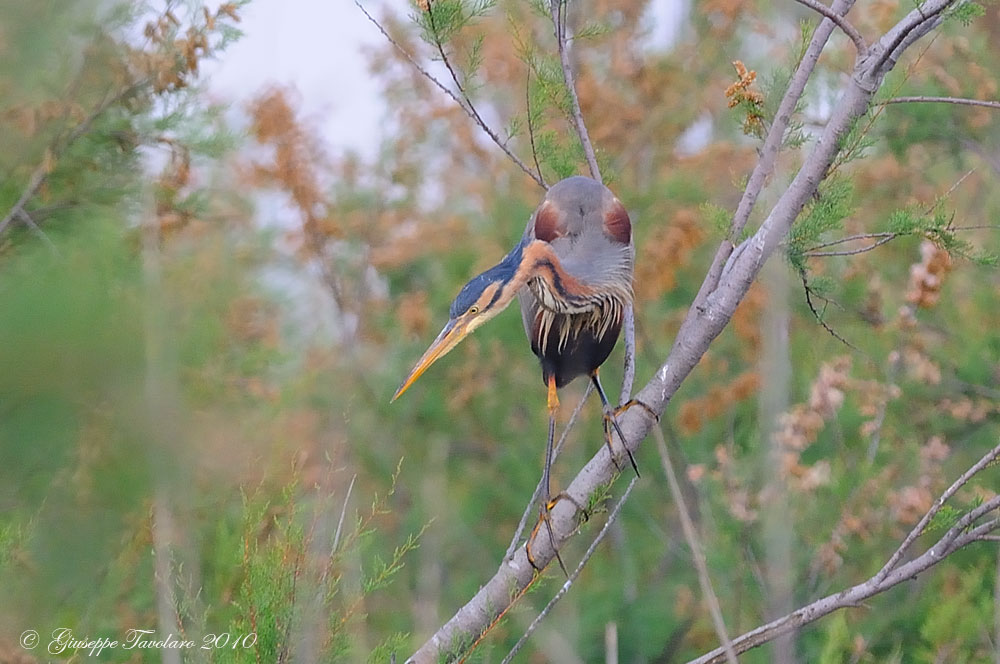 Airone rosso (Ardea purpurea).