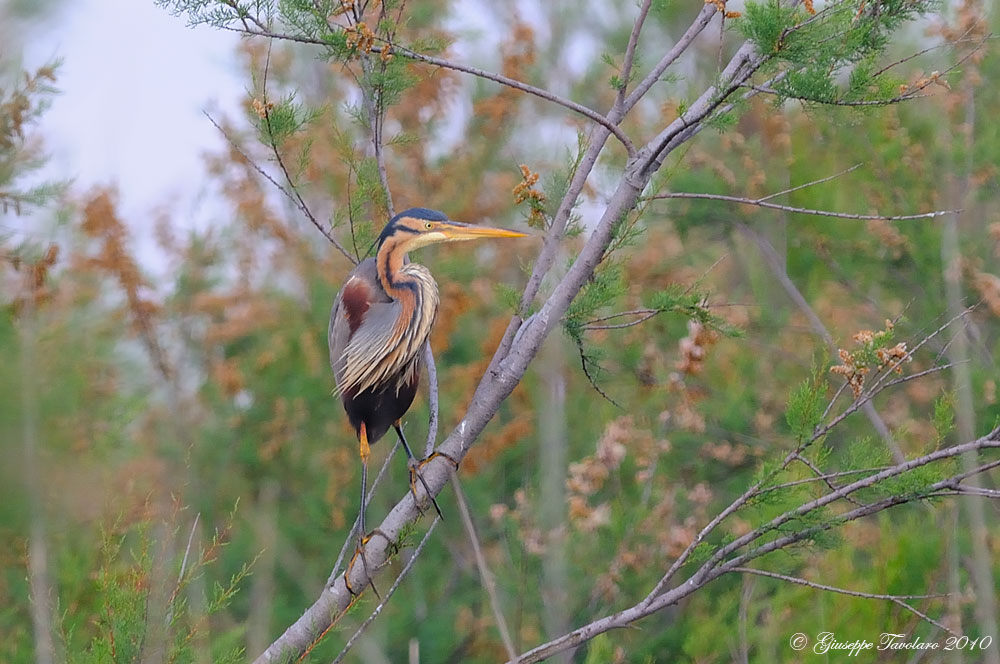 Airone rosso (Ardea purpurea).