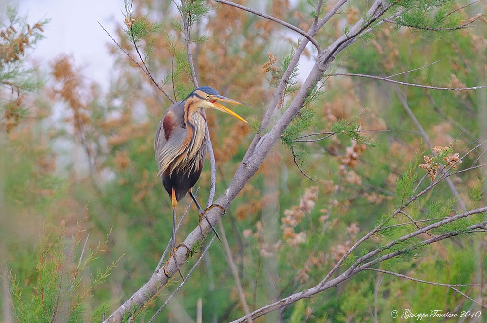 Airone rosso (Ardea purpurea).