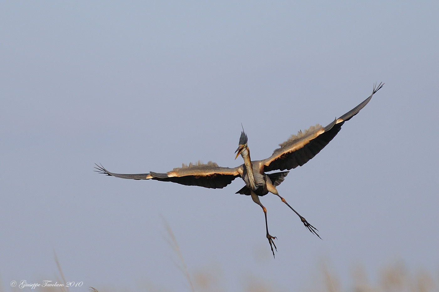 Atterraggio degli alieni (Ardea purpurea)