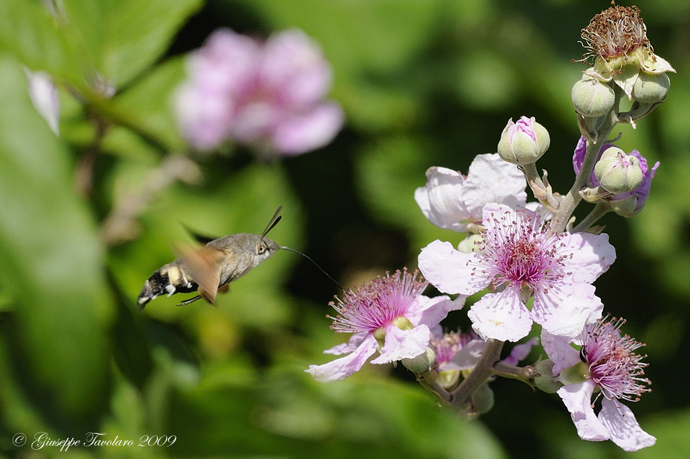 Sfinge uccello mosca - Macroglossum stellatarum