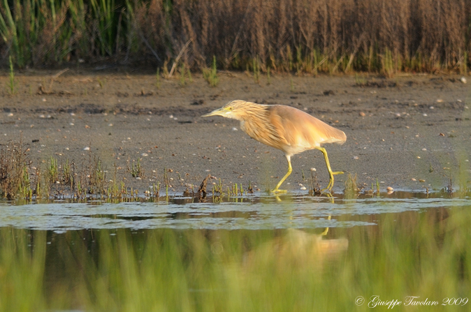 Sgarza ciuffetto (Ardeola ralloides).