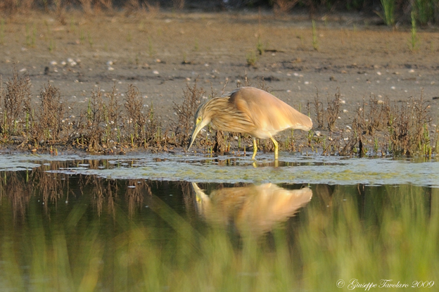 Sgarza ciuffetto (Ardeola ralloides).