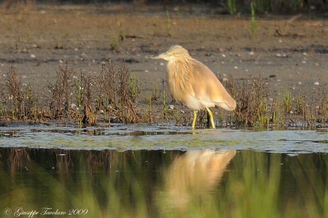 Sgarza ciuffetto (Ardeola ralloides).