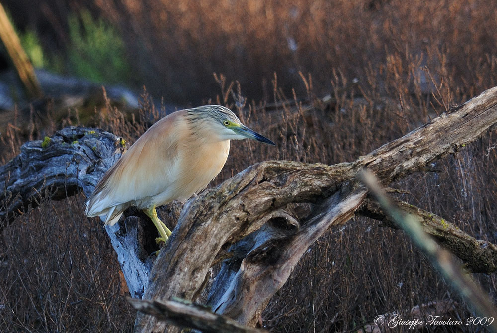 Carrellata di Ardeidae.