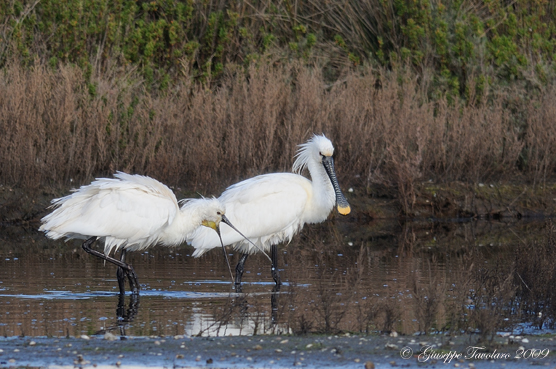 Incontro con le Spatole. (Platalea leucorodia).