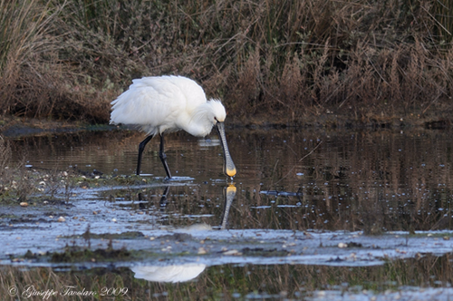 Incontro con le Spatole. (Platalea leucorodia).